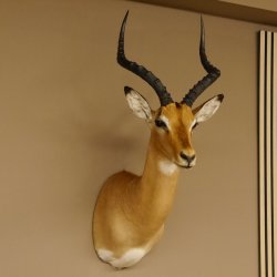 Impala Antilope Hornlänge 42,5 cm Afrika Kopf Schulter Präparat Trophäe 95.4.20