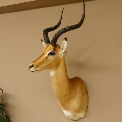 Impala Antilope Hornlänge 42,5 cm Afrika Kopf Schulter Präparat Trophäe 95.4.20