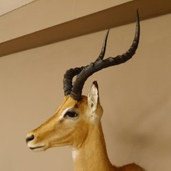 Impala Antilope Hornlänge 42,5 cm Afrika Kopf Schulter Präparat Trophäe 95.4.20
