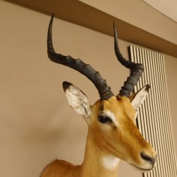 Impala Antilope Hornlänge 42,5 cm Afrika Kopf Schulter Präparat Trophäe 95.4.20