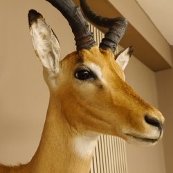 Impala Antilope Hornlänge 42,5 cm Afrika Kopf Schulter Präparat Trophäe 95.4.20