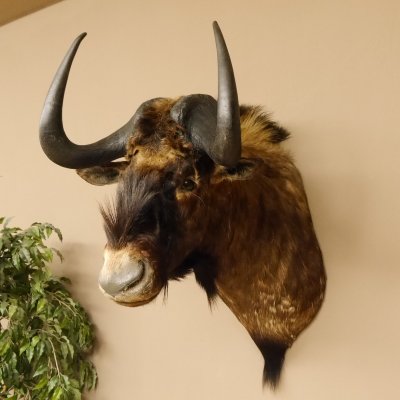 Weißschwanzgnu Gnu Wildebeest Kopf Schulter Präparat Kopfpräparat Höhe 72 cm 95.9.18