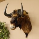 Weißschwanzgnu Gnu Wildebeest Kopf Schulter Präparat Kopfpräparat Höhe 72 cm 95.9.18