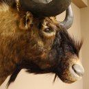 Weißschwanzgnu Gnu Wildebeest Kopf Schulter Präparat Kopfpräparat Höhe 72 cm 95.9.18