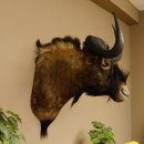 Weißschwanzgnu Gnu Wildebeest Kopf Schulter Präparat Kopfpräparat Höhe 72 cm 95.9.18