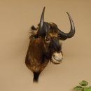 Weißschwanzgnu Gnu Wildebeest Kopf Schulter Präparat Kopfpräparat Höhe 72 cm 95.9.18