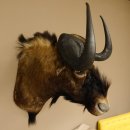 Weißschwanzgnu Gnu Wildebeest Kopf Schulter Präparat Kopfpräparat Höhe 72 cm 95.9.18