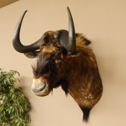 Weißschwanzgnu Gnu Wildebeest Kopf Schulter Präparat Kopfpräparat Höhe 72 cm 95.9.18