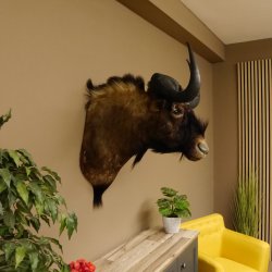 Weißschwanzgnu Gnu Wildebeest Kopf Schulter Präparat Kopfpräparat Höhe 72 cm 95.9.18