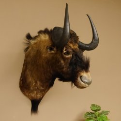 Weißschwanzgnu Gnu Wildebeest Kopf Schulter Präparat Kopfpräparat Höhe 72 cm 95.9.18