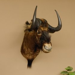 Weißschwanzgnu Gnu Wildebeest Kopf Schulter Präparat Kopfpräparat Höhe 72 cm 95.9.18
