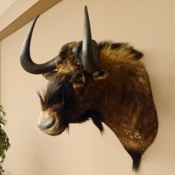 Weißschwanzgnu Gnu Wildebeest Kopf Schulter Präparat Kopfpräparat Höhe 72 cm 95.9.18