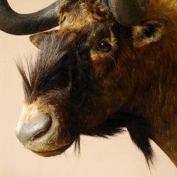 Weißschwanzgnu Gnu Wildebeest Kopf Schulter Präparat Kopfpräparat Höhe 72 cm 95.9.18