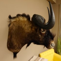 Weißschwanzgnu Gnu Wildebeest Kopf Schulter Präparat Kopfpräparat Höhe 72 cm 95.9.18