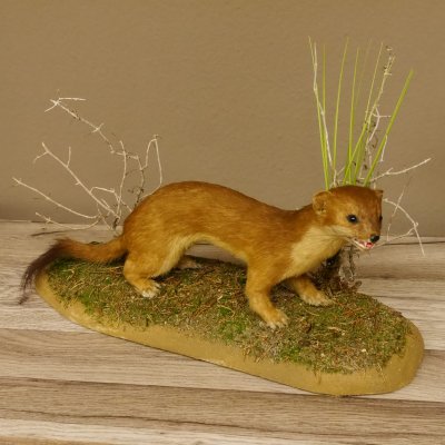 Großes Wiesel Hermelin Sommerfell Präparat Höhe 22 cm Tierpräparat taxidermy 89.2.78