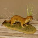 Großes Wiesel Hermelin Sommerfell Präparat Höhe 22 cm Tierpräparat taxidermy 89.2.78