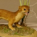 Großes Wiesel Hermelin Sommerfell Präparat Höhe 22 cm Tierpräparat taxidermy 89.2.78
