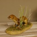 Großes Wiesel Hermelin Sommerfell Präparat Höhe 22 cm Tierpräparat taxidermy 89.2.78