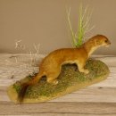Großes Wiesel Hermelin Sommerfell Präparat Höhe 22 cm Tierpräparat taxidermy 89.2.78