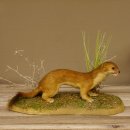 Großes Wiesel Hermelin Sommerfell Präparat Höhe 22 cm Tierpräparat taxidermy 89.2.78