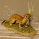Großes Wiesel Hermelin Sommerfell Präparat Höhe 22 cm Tierpräparat taxidermy 89.2.78