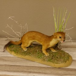 Großes Wiesel Hermelin Sommerfell Präparat Höhe 22 cm Tierpräparat taxidermy 89.2.78