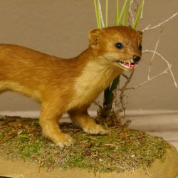 Großes Wiesel Hermelin Sommerfell Präparat Höhe 22 cm Tierpräparat taxidermy 89.2.78