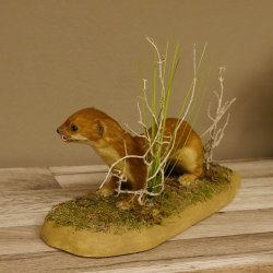 Großes Wiesel Hermelin Sommerfell Präparat Höhe 22 cm Tierpräparat taxidermy 89.2.78