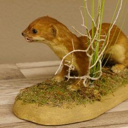 Großes Wiesel Hermelin Sommerfell Präparat Höhe 22 cm Tierpräparat taxidermy 89.2.78
