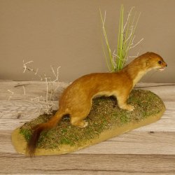 Großes Wiesel Hermelin Sommerfell Präparat Höhe 22 cm Tierpräparat taxidermy 89.2.78