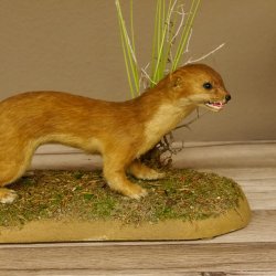 Großes Wiesel Hermelin Sommerfell Präparat Höhe 22 cm Tierpräparat taxidermy 89.2.78