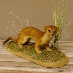 Großes Wiesel Hermelin Sommerfell Präparat Höhe 22 cm Tierpräparat taxidermy 89.2.78