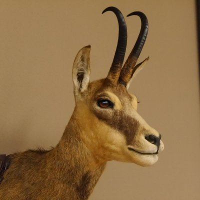 GTK Antlers & Trophies KRUMWOLZ DACHS Medal Silver Colour Award Pämierung