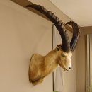 Alpensteinbock Bock Kopfpräparat HL 98 cm Kopf Schulter Präparat