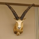 Alpensteinbock Bock Kopfpräparat HL 98 cm Kopf Schulter Präparat