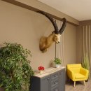 Alpensteinbock Bock Kopfpräparat HL 98 cm Kopf Schulter Präparat