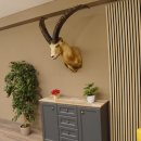 Alpensteinbock Bock Kopfpräparat HL 98 cm Kopf Schulter Präparat