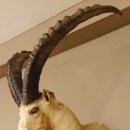 Alpensteinbock Bock Kopfpräparat HL 98 cm Kopf Schulter Präparat