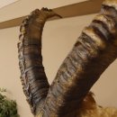Alpensteinbock Bock Kopfpräparat HL 98 cm Kopf Schulter Präparat