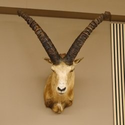 Alpensteinbock Bock Kopfpräparat HL 98 cm Kopf Schulter Präparat
