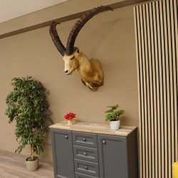 Alpensteinbock Bock Kopfpräparat HL 98 cm Kopf Schulter Präparat