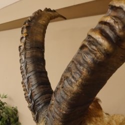 Alpensteinbock Bock Kopfpräparat HL 98 cm Kopf Schulter Präparat