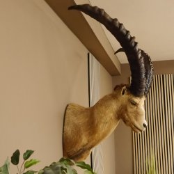 Alpensteinbock Bock Kopfpräparat HL 98 cm Kopf Schulter Präparat