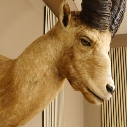 Alpensteinbock Bock Kopfpräparat HL 98 cm Kopf Schulter Präparat
