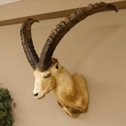 Alpensteinbock Bock Kopfpräparat HL 98 cm Kopf Schulter Präparat