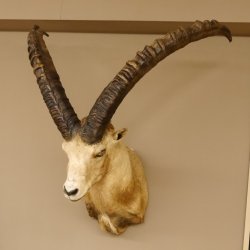 Alpensteinbock Bock Kopfpräparat HL 98 cm Kopf Schulter Präparat