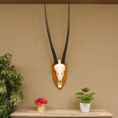 Órix (Oryx gazella) Longitud del cuerno: 92 cm Antílope Órix África Trofeo de cráneo Cuernos sueltos 88.3.102