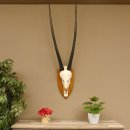 Órix (Oryx gazella) Longitud del cuerno: 92 cm...