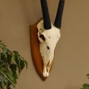 Órix (Oryx gazella) Longitud del cuerno: 92 cm Antílope Órix África Trofeo de cráneo Cuernos sueltos 88.3.102