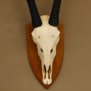 Órix (Oryx gazella) Longitud del cuerno: 92 cm Antílope Órix África Trofeo de cráneo Cuernos sueltos 88.3.102